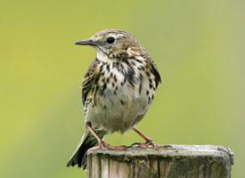 Photo: Meadow pipit