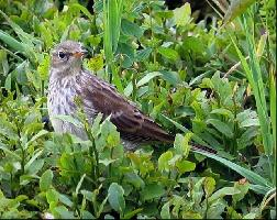 Photo: Water pipit