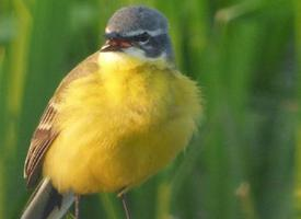 Photo: Western yellow wagtail