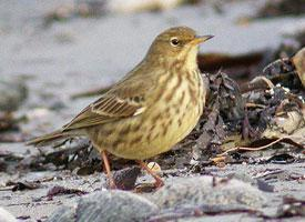 Photo: European rock pipit