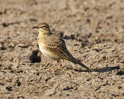 Photo: Tawny pipit