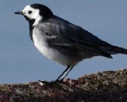 Photo: White wagtail