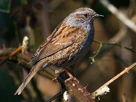 Photo: Dunnock