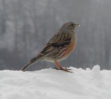 Photo: Alpine accentor