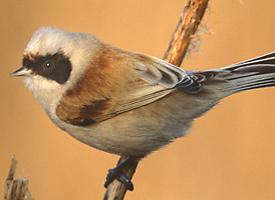 Photo: Eurasian penduline tit