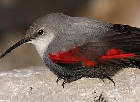 Photo: Wallcreeper