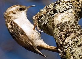 Photo: Eurasian treecreeper