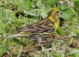 Photo: Yellowhammer