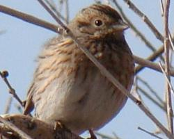 Photo: Bruant à calotte blanche