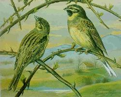 Photo: Cirl bunting