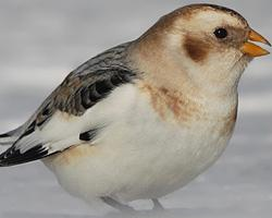 Photo: Snow bunting