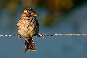 Photo: Corn bunting