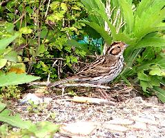 Photo: Little bunting