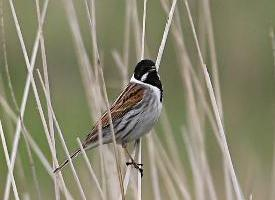 Photo: Common reed bunting