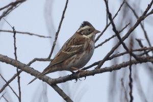 Photo: Rustic bunting