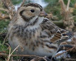 Photo: Lapland longspur