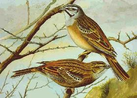 Photo: Rock bunting