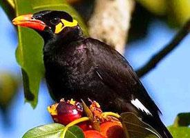 Photo: Common hill myna