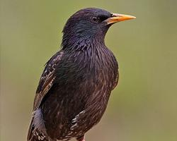 Photo: Common starling