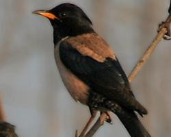 Photo: Rosy starling