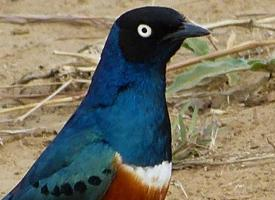 Photo: Superb starling