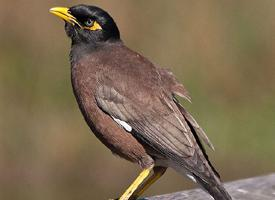 Photo: Common myna