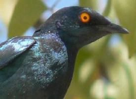 Photo: Cape starling