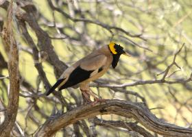 Photo: Wattled starling