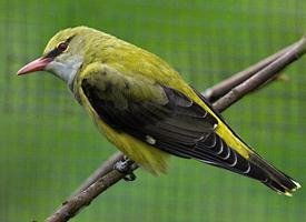 Photo: Eurasian golden oriole