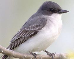 Photo: Eastern kingbird