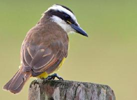 Photo: Great kiskadee