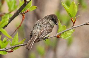 Photo: Eastern phoebe