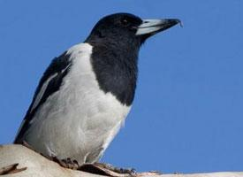 Photo: Pied butcherbird