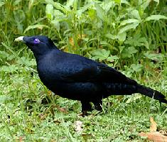 Photo: Satin bowerbird