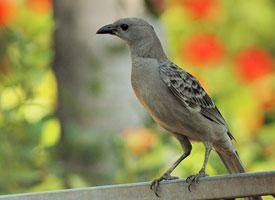 Photo: Great bowerbird