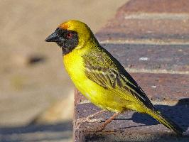 Photo: Southern masked weaver