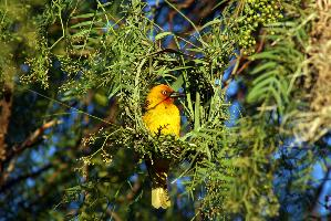 Photo: Southern red bishop