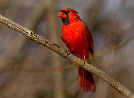 Photo: Northern cardinal