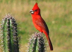 Photo: Vermilion cardinal