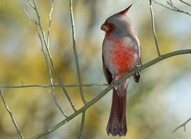 Photo: Cardinal pyrrhuloxia