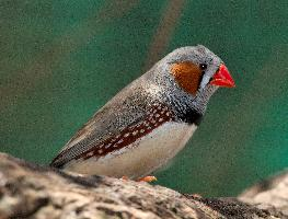 Photo: Australian zebra finch