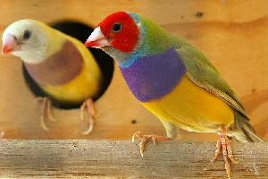 Photo: Gouldian finch