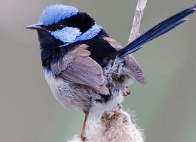 Photo: Superb fairywren