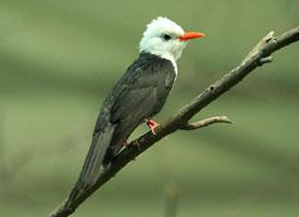 Photo: Black bulbul