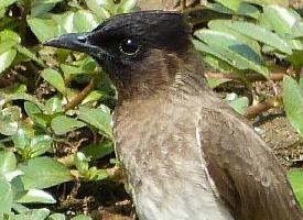 Photo: Common bulbul