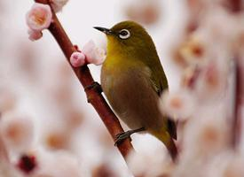 Photo: Zostérops du japon