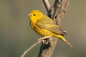 Photo: Yellow warbler