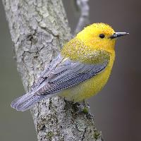 Photo: Prothonotary warbler