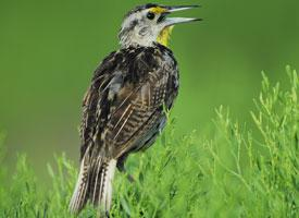 Photo: Eastern meadowlark