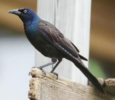 Photo: Common grackle